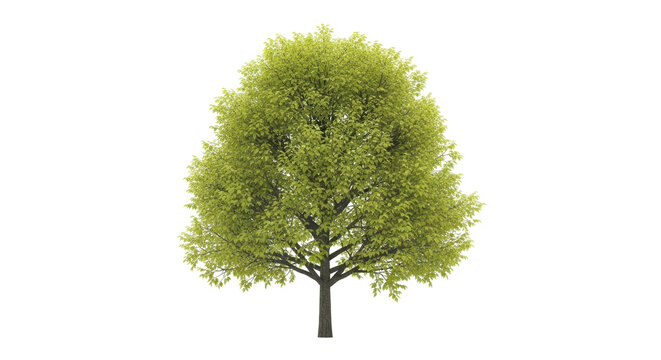 Isolated deciduous tree with leafy green crown ready for compositing into scenes, foliage