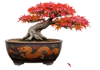 Isolated bonsai Japanese maple tree with red leaves in pot, Acer palmatum, autumn foliage