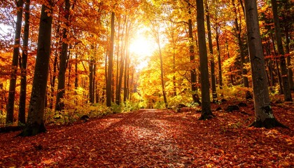 Obraz premium Sunlight streams through autumn forest path