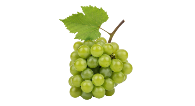 Isolated cluster of fresh green grapes with leaf against neutral backdrop, ripe fruit