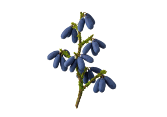 Deep indigo, velvety moonpetal-like berries on a gnarled, mossy branch, macro shot against transparent with copy space, soft high-key light. Concept of ancient botanical mystery