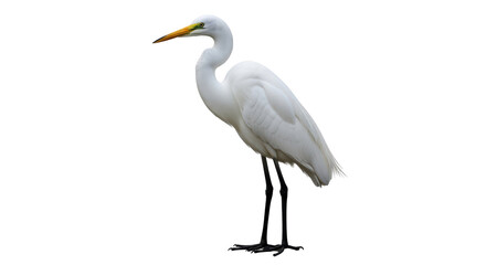 Isolated Great Egret standing gracefully, a majestic bird with elegant white plumage and bright beak