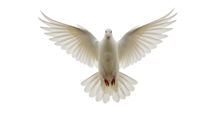 Dove with wings spread in flight isolated PNG with Transparent Background