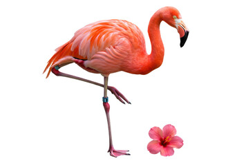 Obraz premium Isolated flamingo with pink hibiscus flower stands on one leg, tropical bird animal