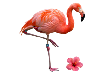 Isolated flamingo with pink hibiscus flower stands on one leg, tropical bird animal