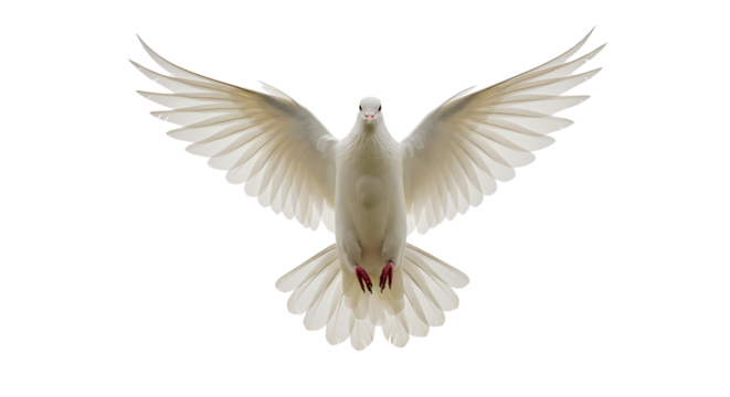 Dove with wings spread in flight isolated PNG with Transparent Background