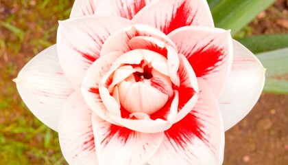 Close-up of a vibrant flower (1)