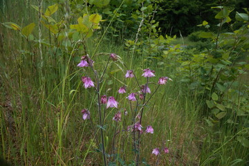 Cluster of wild Aquilegia vulgaris flowers