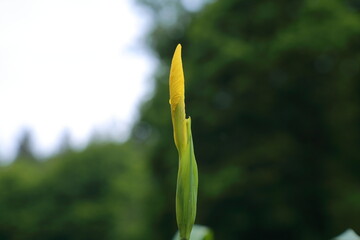 closed yellow iris flower bud in its early stage of blooming standing upright against a natural forest background on a cloudy day