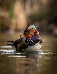 Colorful duck on a tranquil pond