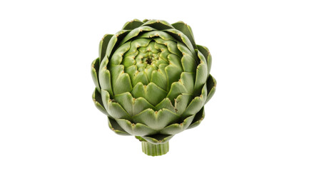 Fototapeta premium Isolated globe artichoke is a healthy food with many nutritional benefits and great taste