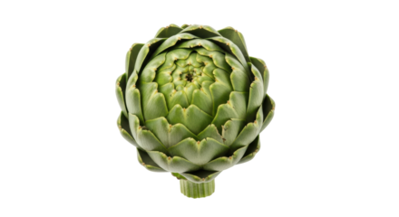 Isolated globe artichoke is a healthy food with many nutritional benefits and great taste