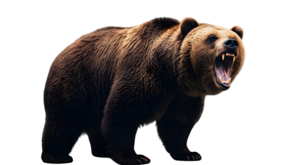 Grizzly bear showing its teeth and open mouth isolated PNG with Transparent Background