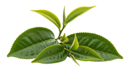 Isolated tea plant leaves showcasing fresh green foliage for organic products concept © Elowen
