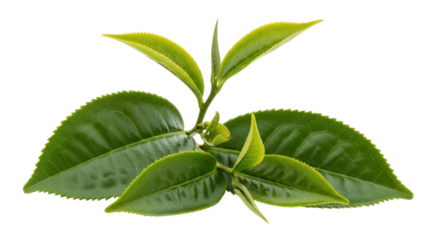Isolated tea plant leaves showcasing fresh green foliage for organic products concept
