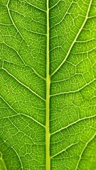 Obraz premium Close-up view of leaf veins