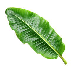 Bright green banana leaf, vibrant,  long,  veins