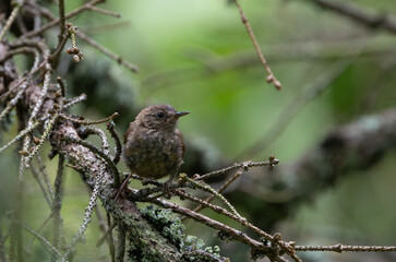 Eurasian wren (Troglodytes troglodytes) close up in spring