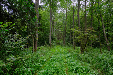 Late summer rich deciduous stand with old trees and lush foliage