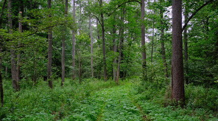 Late summer rich deciduous stand with old trees and lush foliage