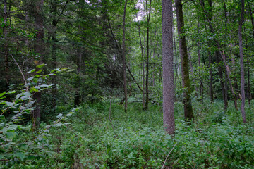 Late summer rich deciduous stand with old trees and lush foliage