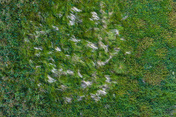 Green marsh grass top view in autumn