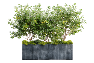 Dark gray planter, lush greenery