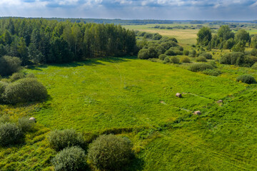 Partly abandoned meadows in autumn