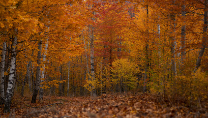 Fototapeta premium 前景の落ち葉をソフトにぼかし中景の林と奥の稜線で三層の奥行きを作りサムネイルでも判別性が高いパフォーマンス志向の秋景.生成AI