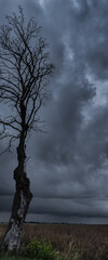 
WEATHER - Dry tree and dramatic rain clouds over fields 

