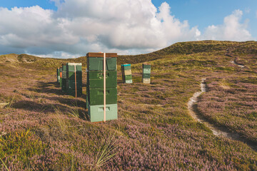 Beehives along sandy path in dune landscape with heather, Denmark