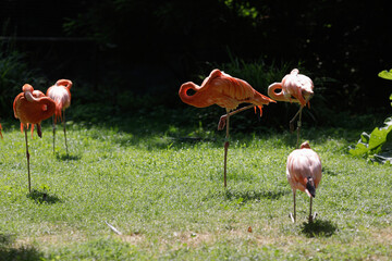 Flamingos in an open area zoo in the European Union.