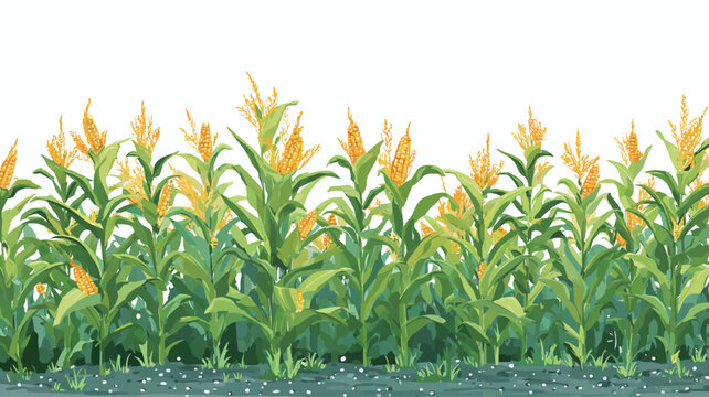A digital illustration depicting a row of corn plants against a white background. The image shows multiple corn stalks with green leaves and yellow ears of corn. The plants are depicted in a