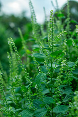 青じそ、大葉の花