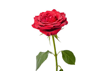 Fototapeta premium single red rose flower