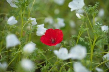 静寂に灯る紅(ネモフィラ)