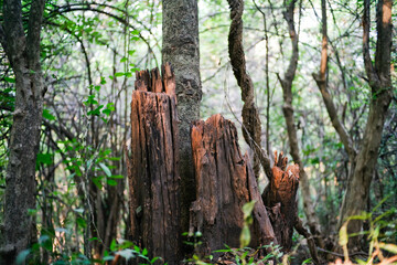 Close up of rotten and cracked tree trunk in the forest