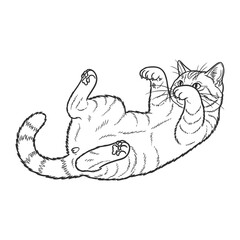 Fototapeta premium Playful Striped Cat: A charming black-and-white illustration of a domestic tabby cat playfully sprawled, offering a unique perspective on feline tranquility and relaxation. 