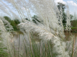 Silky Whispers Delicate white plumes of grass sway gently in the breeze, with a tranquil pond backdrop, capturing the subtle dance of nature's elegance.