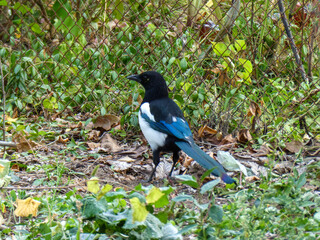 European Magpie Standing Near a Fence