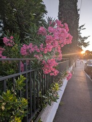 Pink flowers in Provence, France