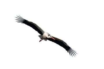 stork soaring in the air isolated on a white background