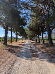 Vineyards in Les Alpilles, Provence (France)