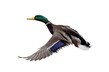 flying mallard isolated on white background