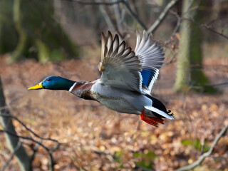 flying mallard with water droplets against the background of a blurred forest
