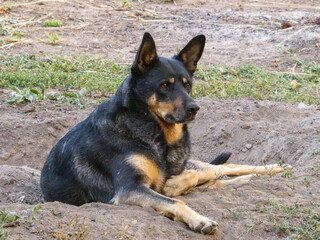 A German Shepherd Mix Resting in a Hole