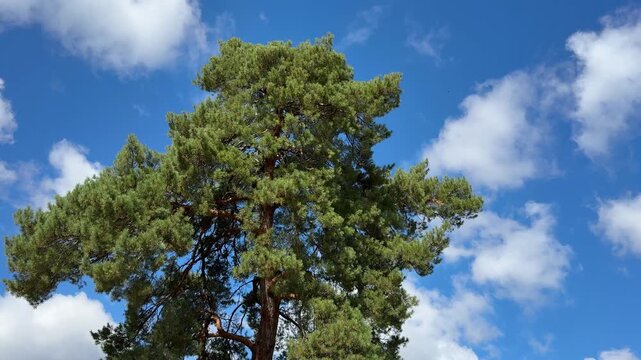Majestic Pine tree against sky.