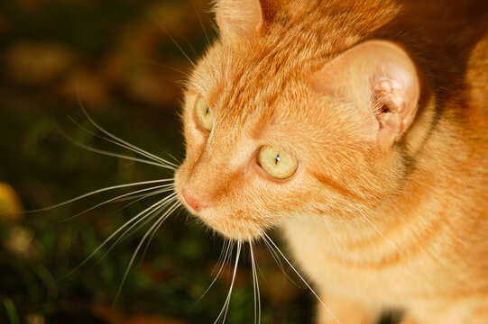 Portrait d'un chat roux de 3/4 face, les vibrisses blanches dans un rayon de soleil ressortent sur un fond sombre, en automne