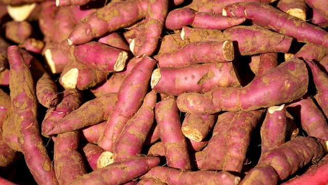 A close-up of Sweet potatoes known as Ipomoea batatas. Fresh harvested sweetpotato with dirt and mud all around in the field. Sweet-tasting root vegetable for healthy lifestyle. Indian, Asian.