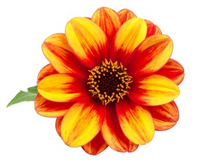 Close-up of a vibrant orange-red dahlia